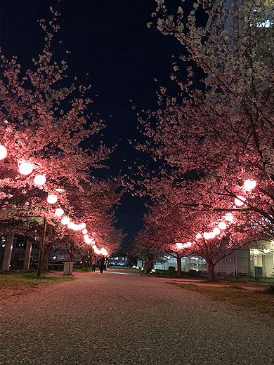 「夜桜カーニバル」佐々木 結衣 さん