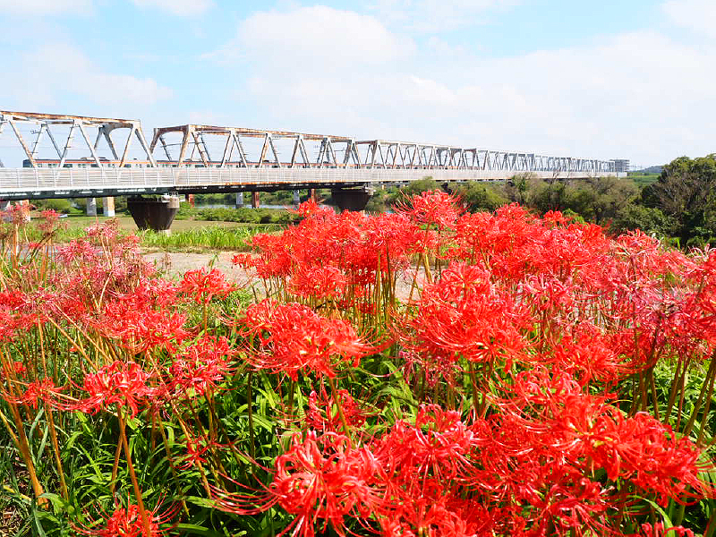 「秋色」高野 萌実 氏