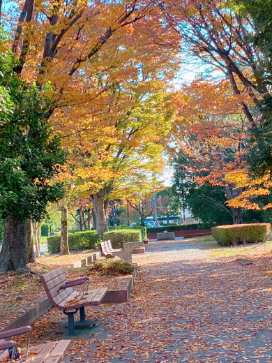 「早稲田公園の秋」川畑 優美子 氏