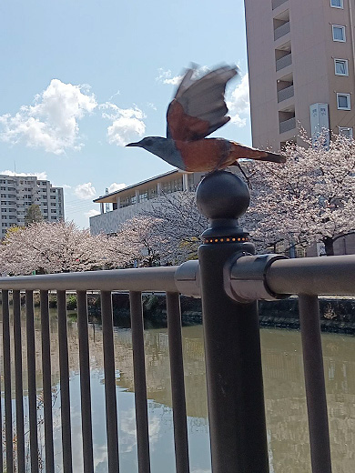 「見つけたよ!!幸せの青い鳥」石田 彩葉 さん