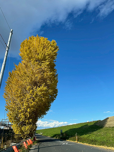 「かいちゃん こっちを向いて☆」神谷 心晴 さん