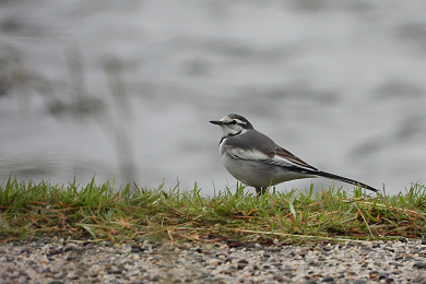 「癒しと励ましのハクセキレイ」野澤 湊人 さん