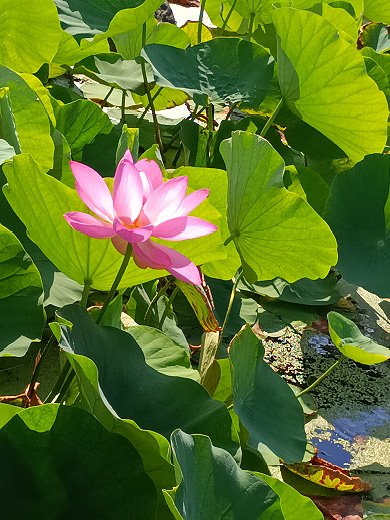 「蓮の一瞬」清宮 彩有里 さん