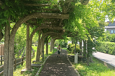 「緑のトンネル」岩井 敏文(大晃)さん