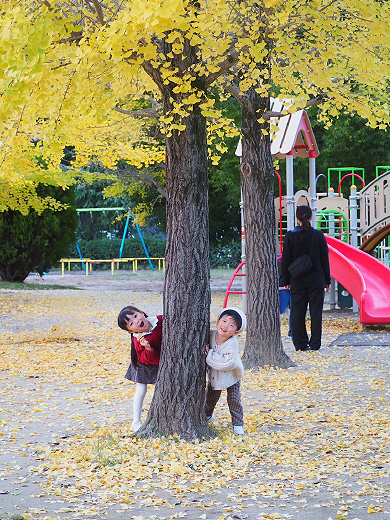 「銀杏の絨毯と笑い声」青柳 弥有(永愛・想空)さん